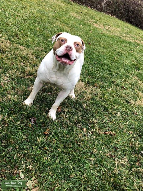 American Bulldog (Scott Type) - Stud Dog in North Carolina (charlotte ...