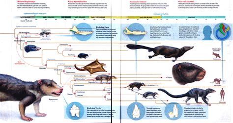 Earliest Mammals