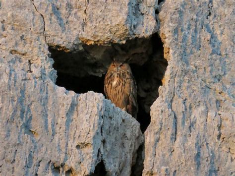 BIRDING LANGUEDOC - All You Need to Know BEFORE You Go 2026 (with ...