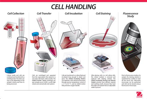 Cell Culture Techniques
