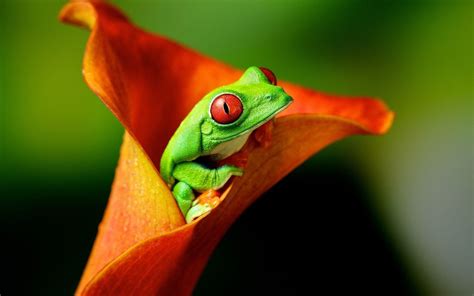 Tree Frog Desktop 的图像结果