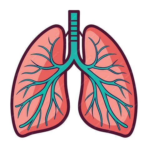 Human lung anatomy clipart vector art and illustration | Premium AI ...