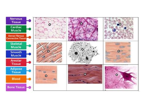 Identifying Tissue Types 的图像结果