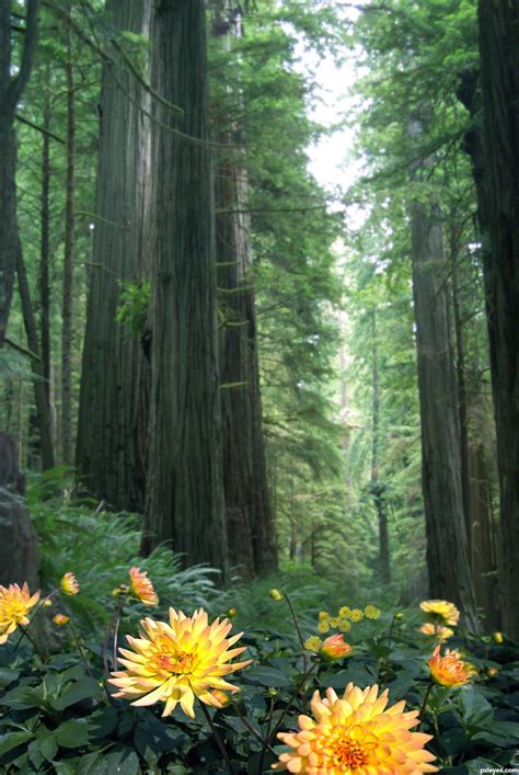 Woods Contest Pictures made with Photoshop - Image Page 2 - Pxleyes.com