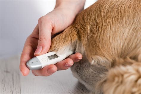 Is there a way to take a dog’s temperature without putting the ...