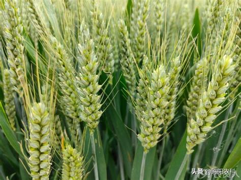 适合安徽北部种植的小麦品种有哪些？ - 惠农网