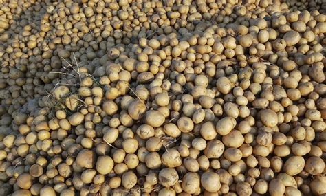 Delhi HC dismisses PepsiCo plea against revocation order on its IPR ...