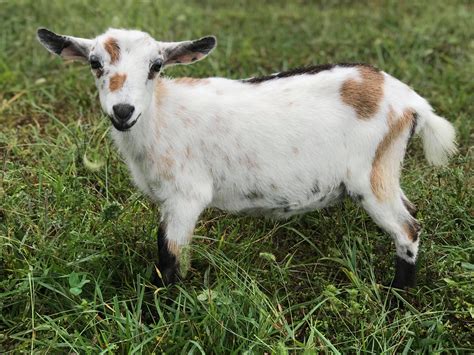 Registered Nigerian Dwarf Goats - Does