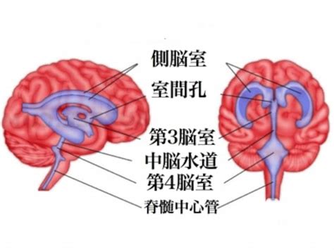 Image result for Systematic Coding Procedure