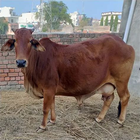 Sahiwal Cow/Samora Cow Dairy Farm