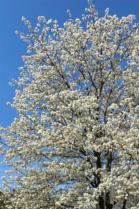 Image result for Tomorrow Is Spring