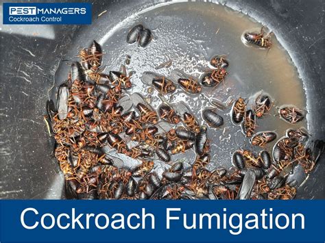 Cockroach Fumigation 的图像结果