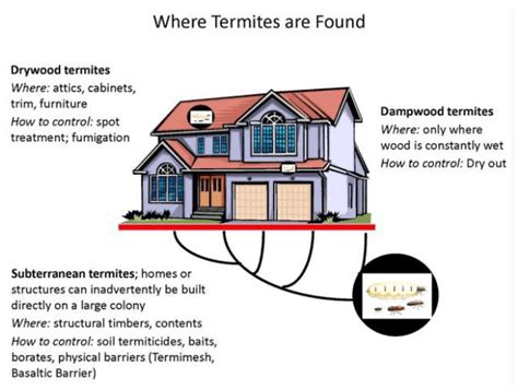 Image result for Termite Update