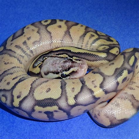 Superfly Ball Python 的图像结果