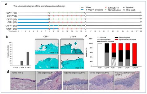 LDOC1 Suppresses Microbe-Induced Production of IL-1β in Human Normal ...