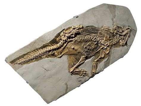 Dinosaur Fossil Hodeskalle