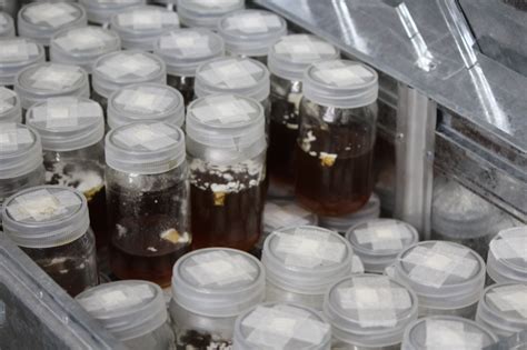 Cordyceps Mushroom Growing | Mushroom center | Biobritte mushroom center