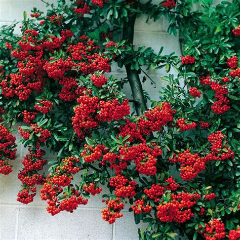 25 SCARLET FIRETHORN Pyracantha Coccinea Bush Shrub Flower Seeds flat ...