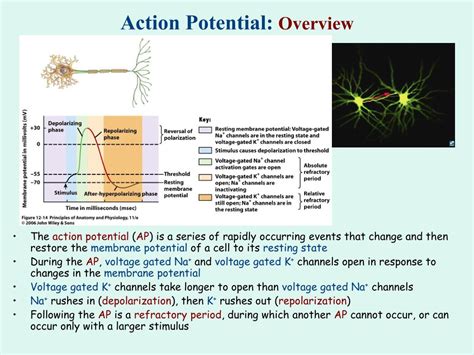 Action Potential Explained 的图像结果