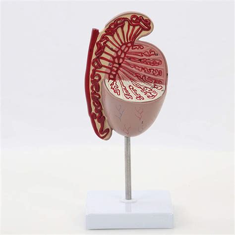 Testicle Anatomical Model 3 5 Times Magnification Shows The Medial ...