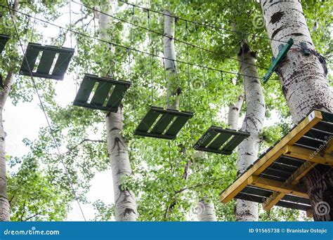 Forest Adventure 的图像结果