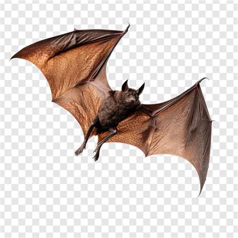 Flying vampire bat for halloween side view full length isolate on ...