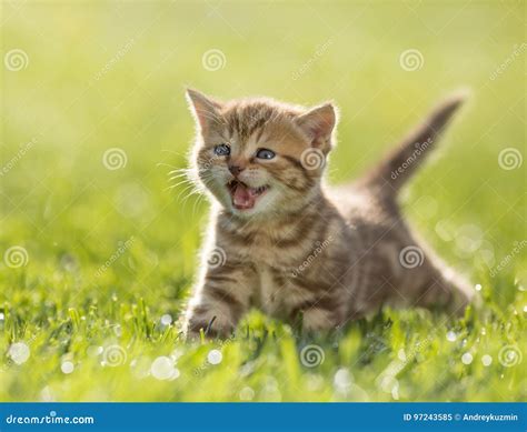 Young Kitten Cat Meowing in the Green Grass Stock Image - Image of ...