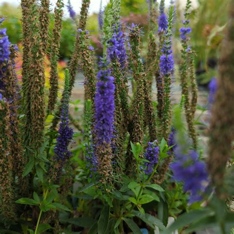 Veronica spicata Royal Candles – Secret Garden Growers