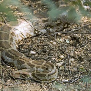 Image result for How to Care for Indian Python