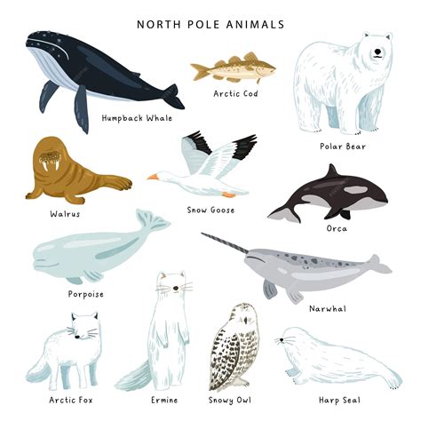 Premium Vector | Vector north pole animal collections North pole ...