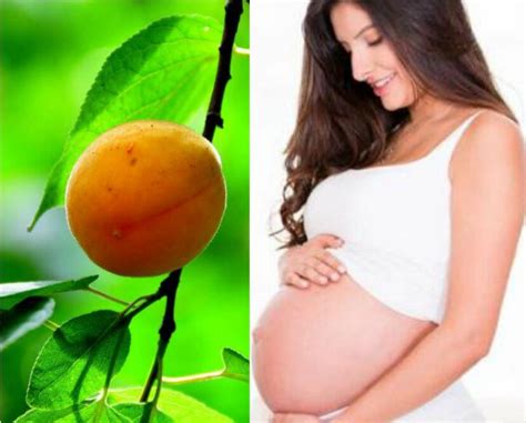 杏子的功效与作用 杏子的营养价值-水果大全