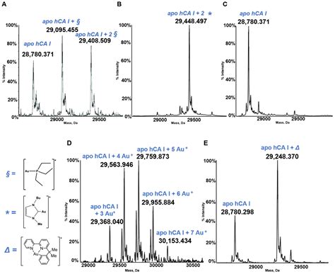 Protein Metalation by Medicinal Gold Compounds: Identification of the ...