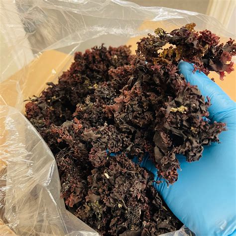 Where To Buy 100% Authentic Irish Sea Moss (Whole Leaf) Chrondrus ...