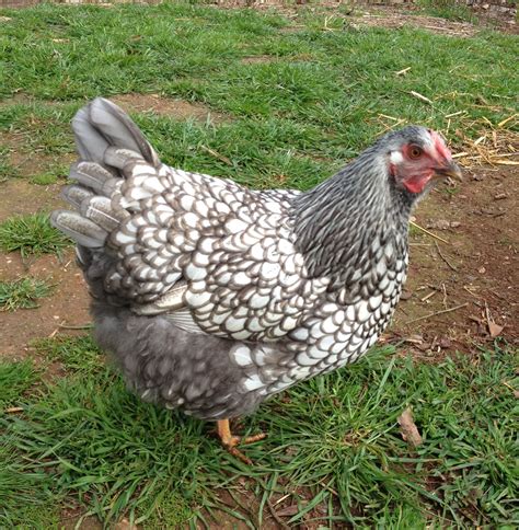Bonnie the Blue Laced Wyandotte Chicken Laying Eggs