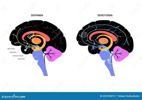 Dopamine And Serotonin