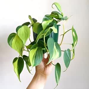 Amulya FARMS & NURSERY Air Purifying Philodendron Micans Leaf Indoor ...