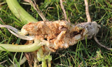 What Is Eating My Zucchini Fruit at Susan Lebrun blog