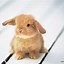 Image result for Fresh Spring Bunny