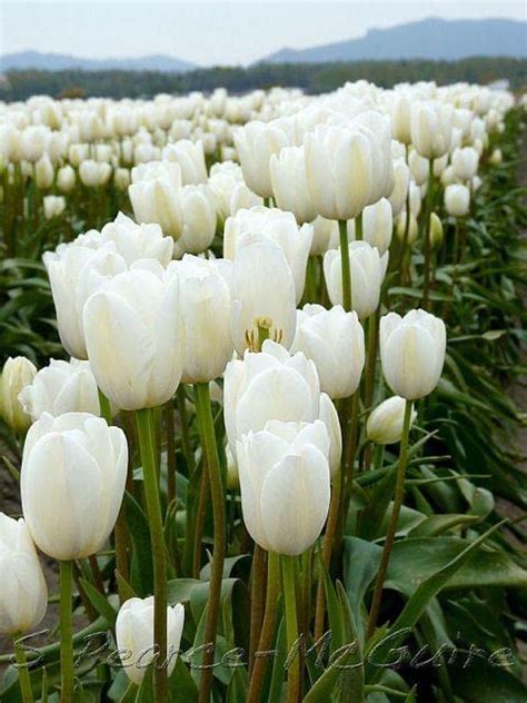 Radha Krishna Agriculture® 7pcs Tulip Bulbs Tulip White Tulips ...