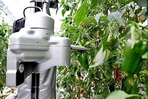 Roboter übernehmen in Japans Landwirtschaft immer mehr Aufgaben