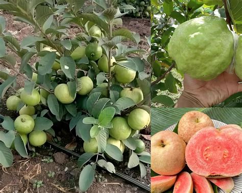 Dejestqoo Apple Diamond Red Guava Plant Hybrid All Seasons (Height 1.5 ...