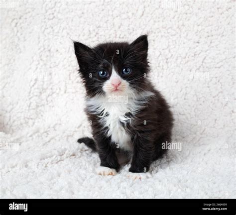Sweet little kitten black white hi-res stock photography and images - Alamy
