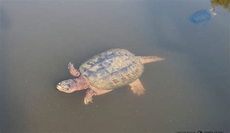 Snapping Turtle Attack 的图像结果