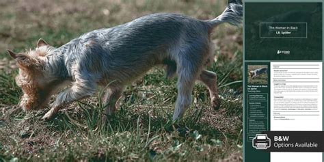 The Woman in Black Lesson 8: Spider