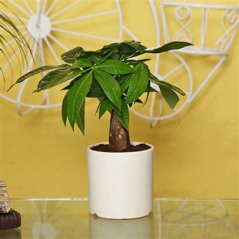 Exotic Green Feng Shui Pachira Aquatica Plant : Amazon.in: Garden ...