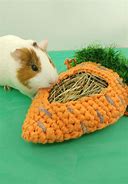 Image result for Guinea Pig Hay Feeder