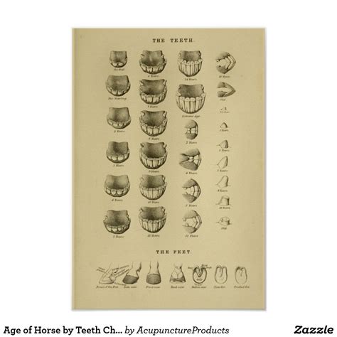 Age of horse by teeth chart dental anatomy poster zazzle – Artofit