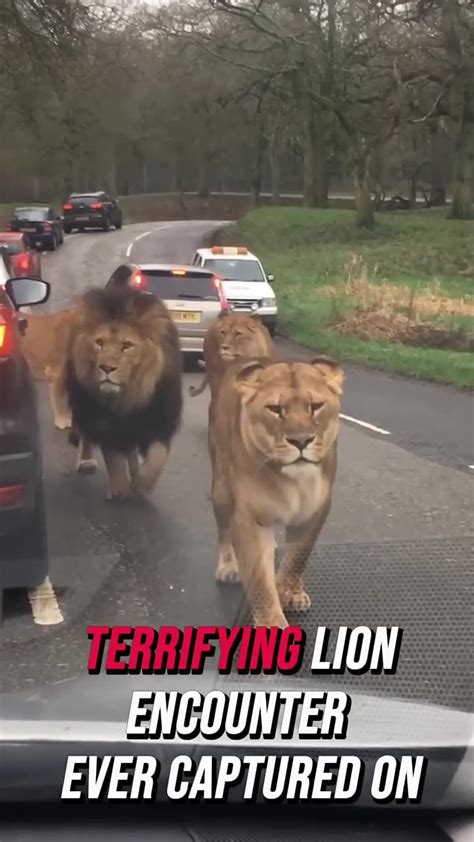 Image result for Terrifying Lion Encounters