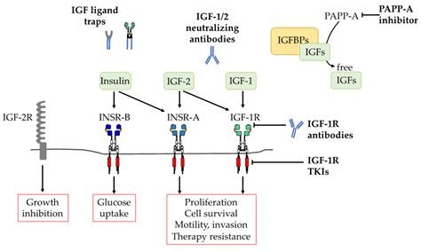 Therapeutic Targeting of the IGF Axis