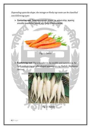 Image result for NEET Root Modification Questions